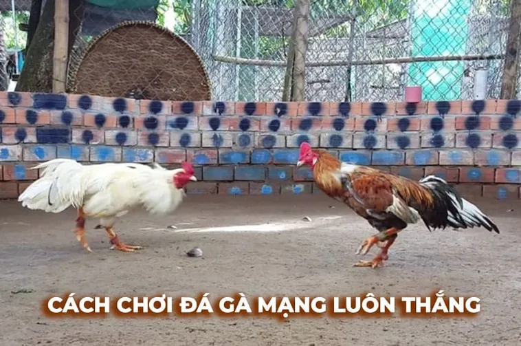 Chinh Phục Đấu Trường Đá Gà Sabong U888 Bí Kíp Bất Bại 2025 2 Chinh Phục Đấu Trường Đá Gà Sabong U888 Bí Kíp Bất Bại 2025